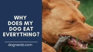 why does my dog eat everything?