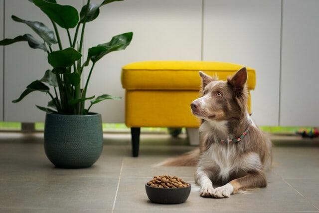 Will Healthy Dogs Refuse to Eat?