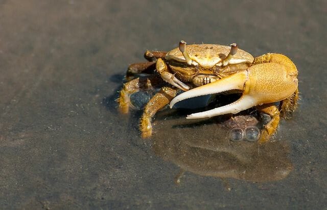 Crab Found on The Beach That Is Not Safe for Dogs