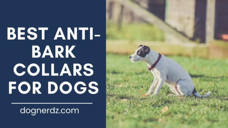 5 Best Anti-Bark Collars for Dogs in 2022