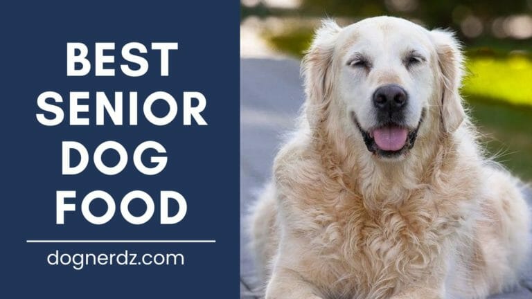 Best Senior Dog Food in 2022