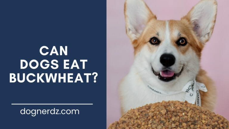 Can Dogs Eat Buckwheat?