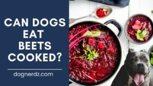cooked beets for dogs