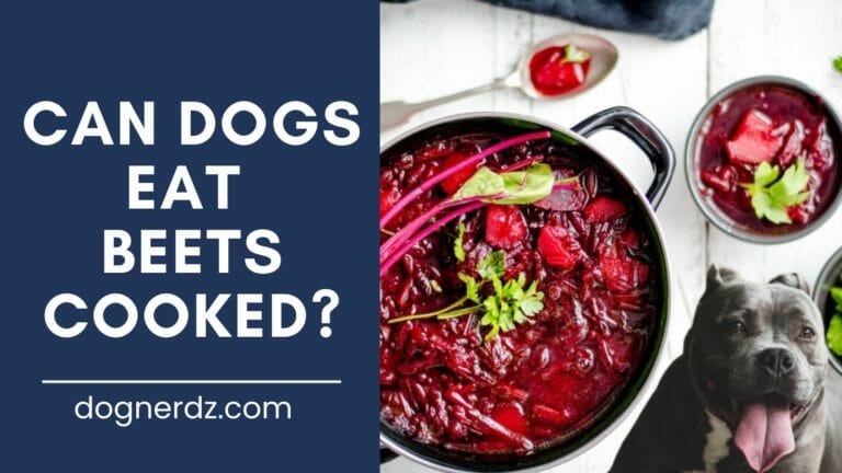 Can Dogs Eat Beets Cooked?