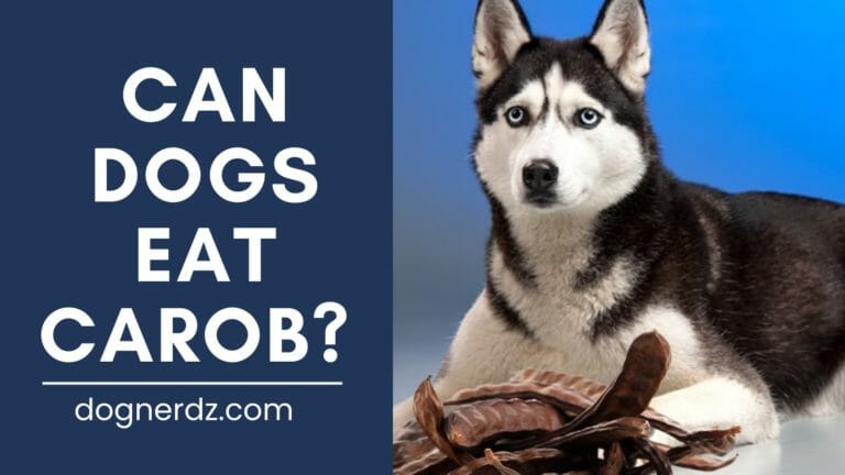 Can Dogs Eat Carob?