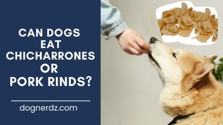 dog eats chicharrones from pork rinds