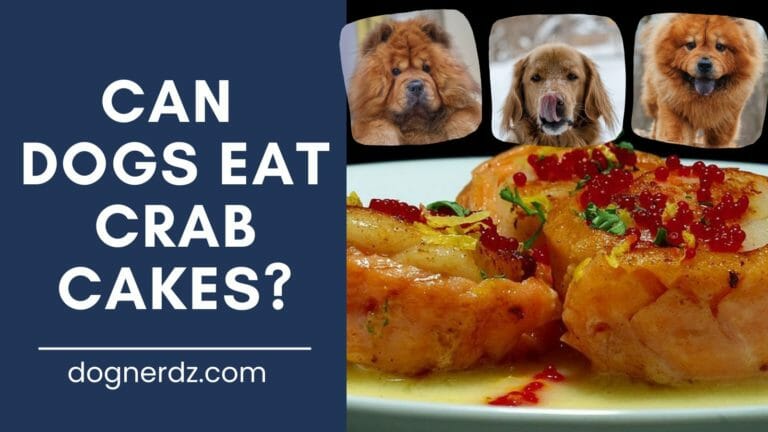 dogs wants to eat crab cakes