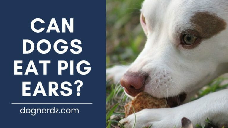 Can Dogs Eat Pig Ears?