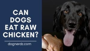dog wants to eat raw chicken