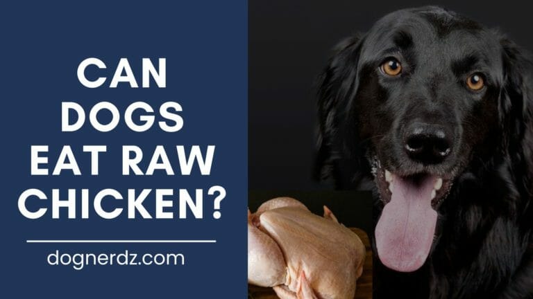 Can Dogs Eat Raw Chicken?