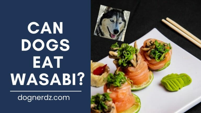 dog looking at a wasabi on a plate