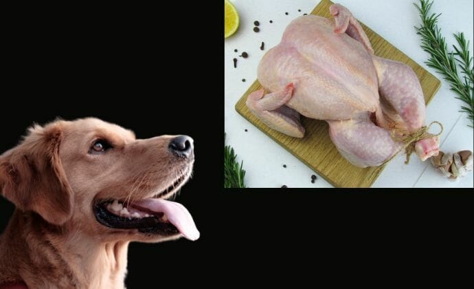 Dog Wants to Eat Raw Chicken