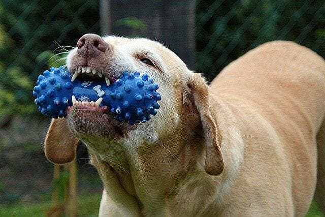 Chew Toy on A Teething Dog's Mouth