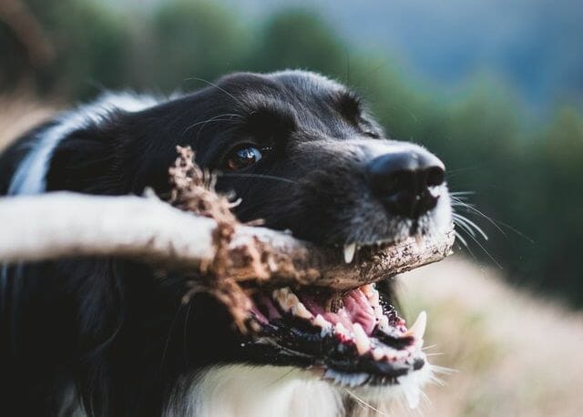 Dog Eating a Stick with Splinters