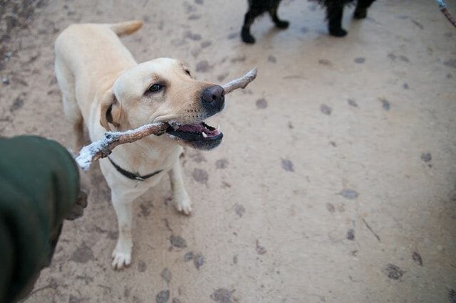Training A Dog to Stop Eating Sticks Using the Drop It or Leave It Method