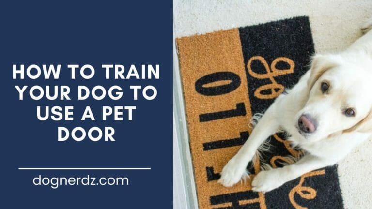 dog needs training to use a pet door