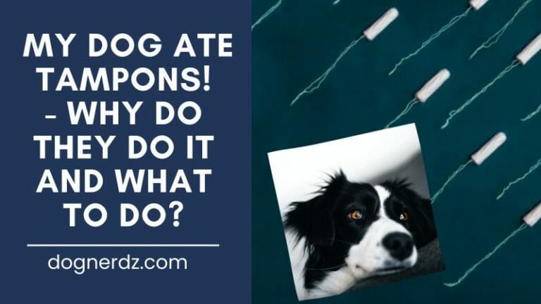 My Dog Ate Tampons! – Why Do They Do It and What to Do?
