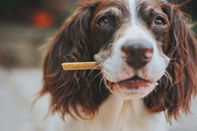 Dog Chewing Dentley's Dog Chews