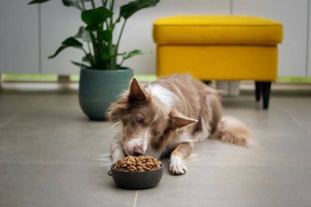 Senior Dog Eating Food with Recommended Vitamins and Minerals