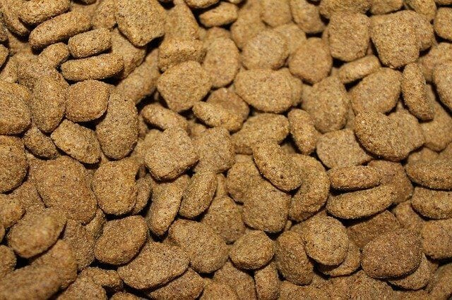 puppy food kibble for labs
