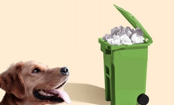 Trash Can with Tampons in Front of a Dog