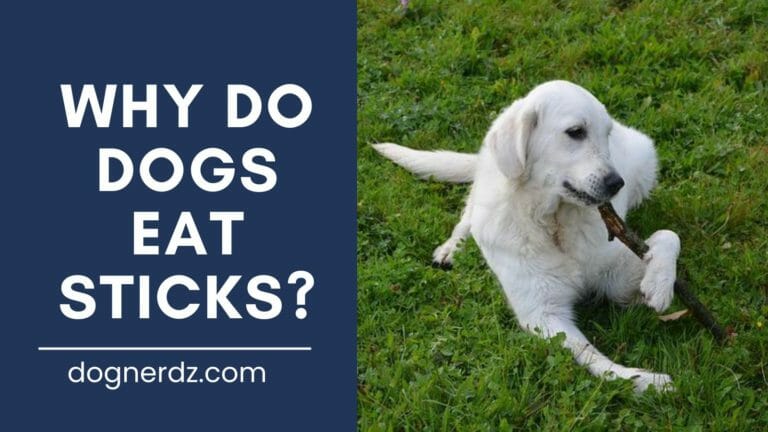 Why Do Dogs Eat Sticks? – Sometimes They’re Not Just a Chew Toys