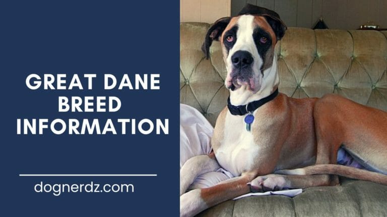 great dane dog breed information