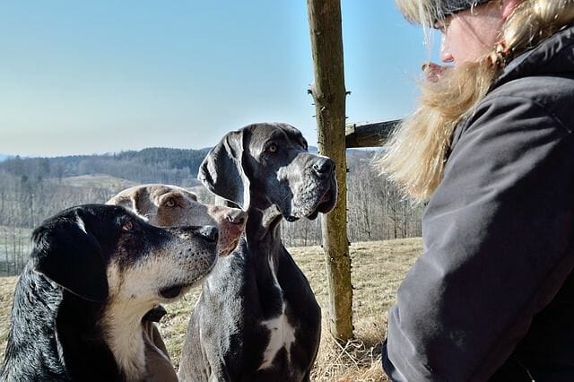 Training Great Dane With Other Dogs Easily