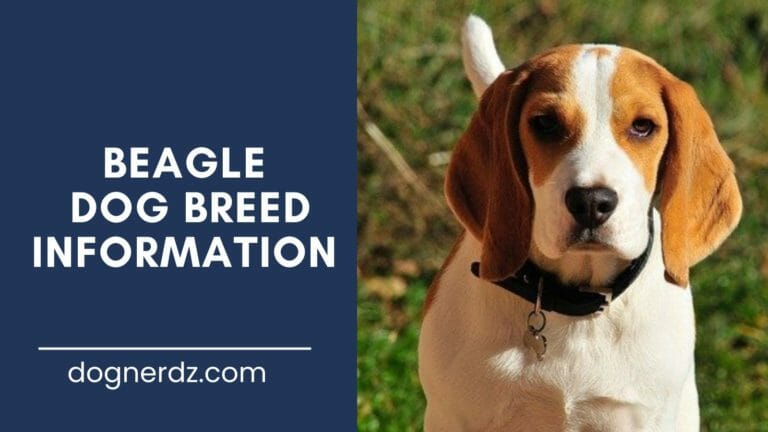 beagle dog breed information
