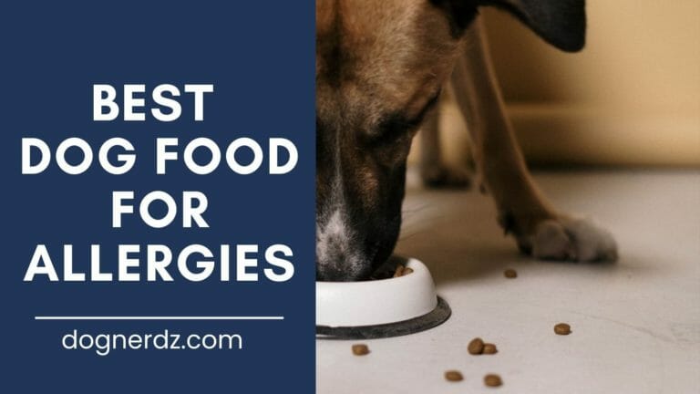 Best Dog Food for Allergies in 2024