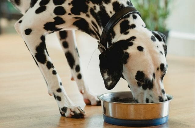 Dog Eating the Best Dog Foods for Sensitive Stomachs