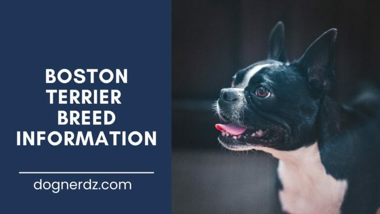 all you need to know about boston terriers dog breed