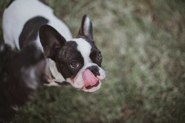 Boston Terrier With Common Health Issues
