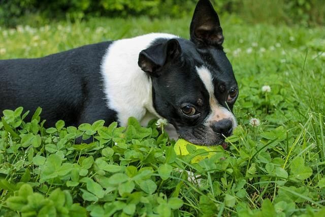 Boston Terrier With Perpetual Wide-eyed Look