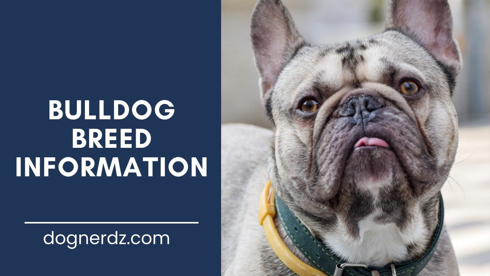 bulldogs breed information