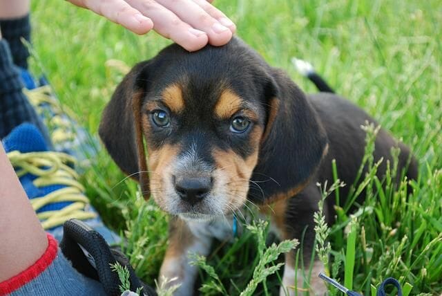 Pocket Beagle