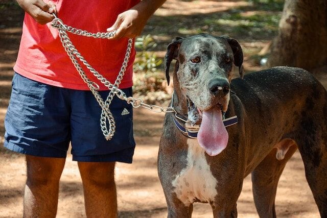 Man With Great Dane On Metal Chain