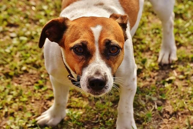 A Different Type Of Jack Russell Terrier
