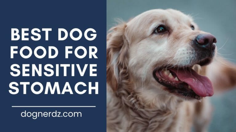 Best Dog Food for Sensitive Stomach in 2022