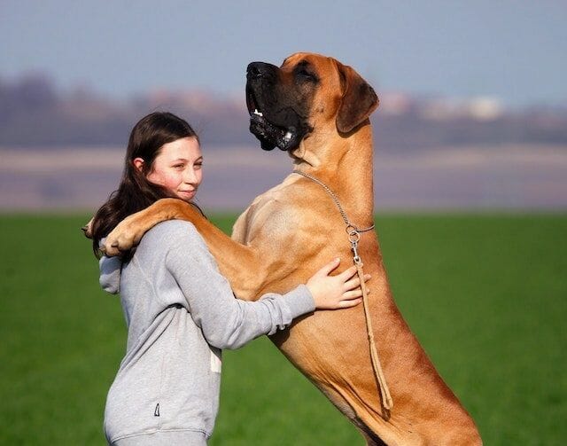 Great Dane With The Right Breeder