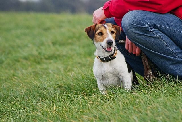 Jack Russel Terrier And A Breeder