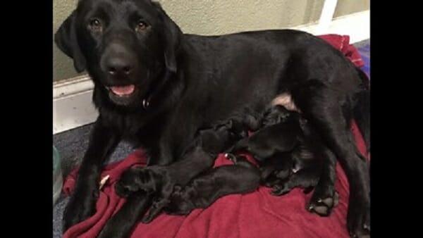 Labrador Retriever With Her Puppies