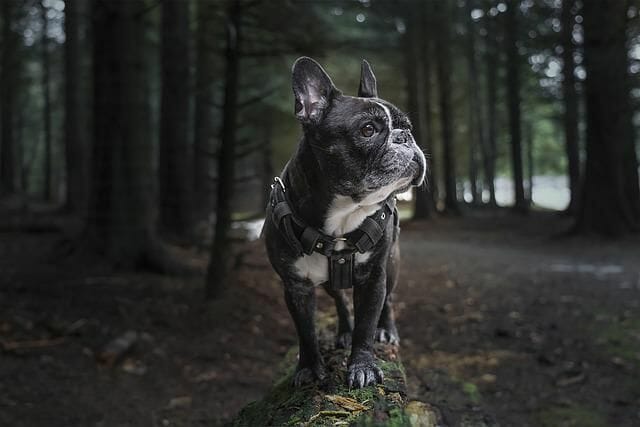French Bulldog Similar Breed To Boston Terrier
