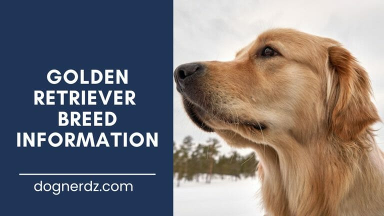 Meet the Golden Retriever: the Friendliest Dog
