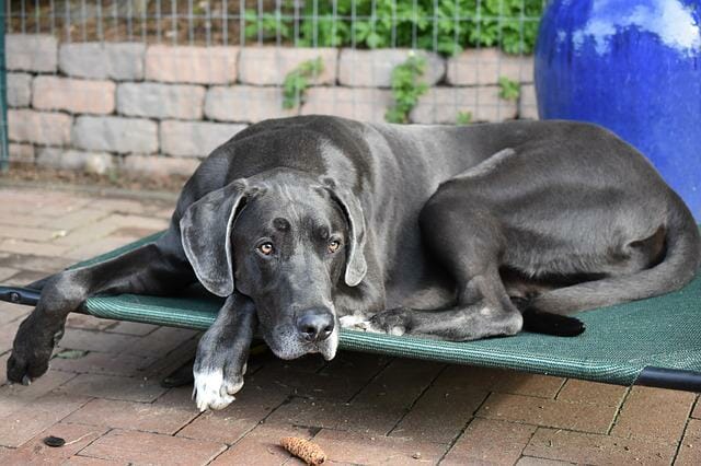 Great Dane With Osteoarthritis Health Issue
