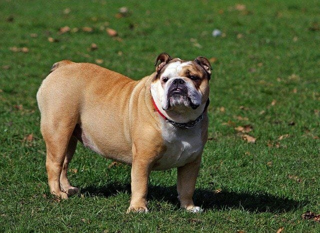 Full-grown English Bulldog