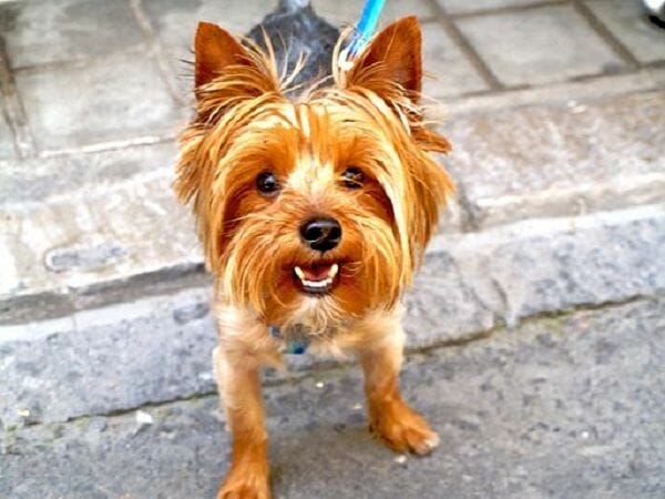 Full Grown Yorkie 7 To 8 Inches Tall At The Shoulder