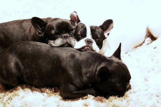 Bulldog Puppies with Rare Color