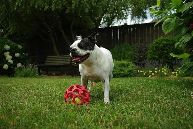 Boston Terrier Play Ball As An Exercise