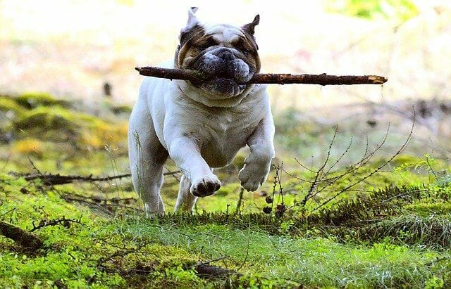 Bulldog Is Taken Care By Letting Them Exercise And Play